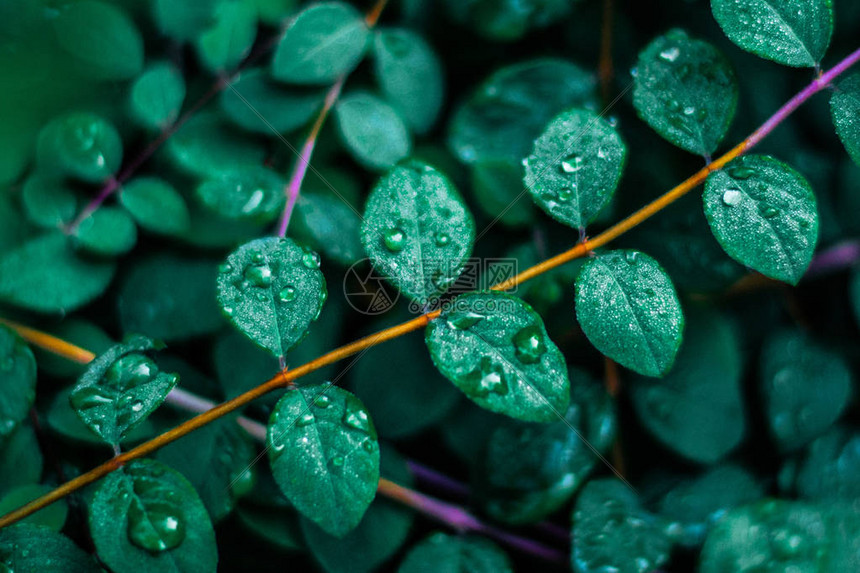 自然之美环境生态植图片