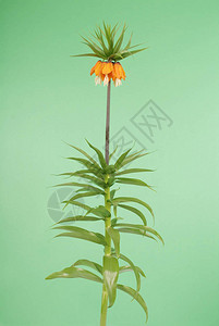 Kaiser的皇冠Fritillaria帝国主义以图片