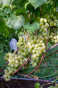 新鲜成熟多汁的葡萄在葡萄园图片