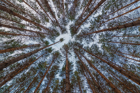从地面观察冬季森林中松树的顶部底部视图超广角背景info图片