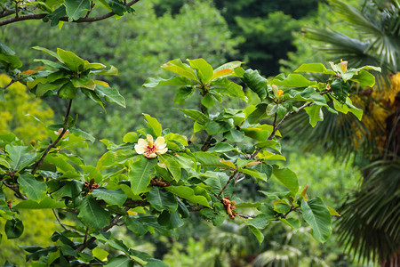 南马格努利亚或公牛湾的美丽花朵Magnoliagrandi图片