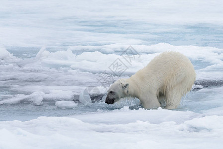 北极海中的湿北极熊图片