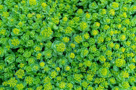 绿色观赏植物背景图片