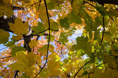 黄色橙色和绿色的叶子树叶图片