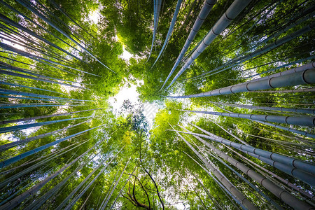 竹林流水在日本京都的荒原山地区背景