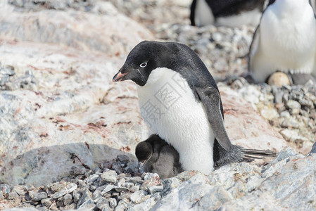 阿德利企鹅与背景图片