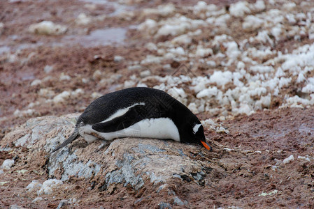 巴布亚企鹅躺在石头上图片