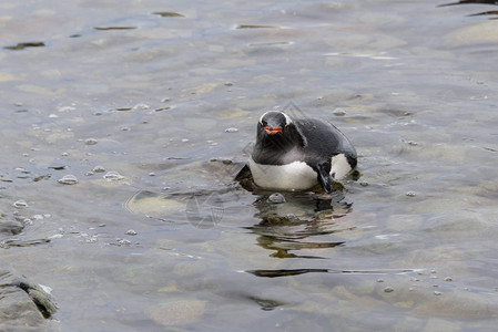 Gentoo企鹅下水图片