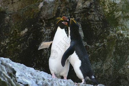 大自然的通心粉企鹅图片