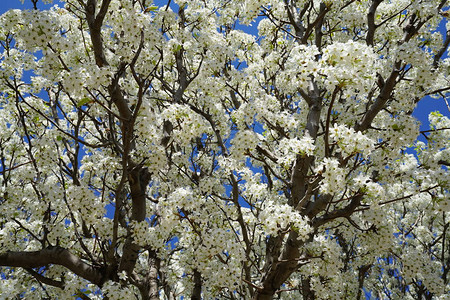 春天开花的梨树背景图片