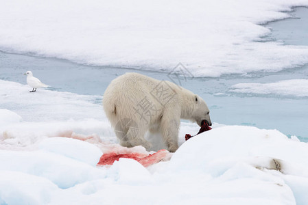 北极熊在浮冰上吃海豹图片