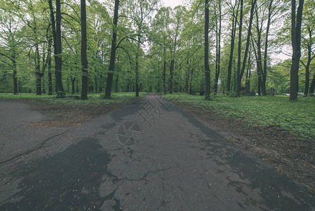 在绿树成荫的公园里步行小径背景图片