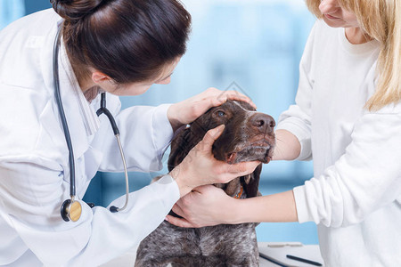 一位脖子上挂着听诊器的兽医正在检查一只狗的眼睛图片