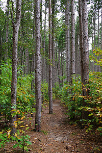 图片中间有小路的森林小径通往深林图片