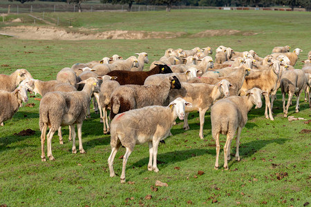 羊群在草地上吃草图片