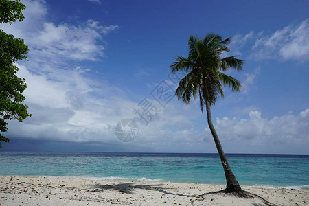 蓝湾沙滩上的高大棕榈树图片