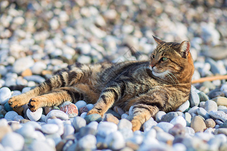 这只猫躺在地中海岸边的石子上那只猫在海滩上忙图片