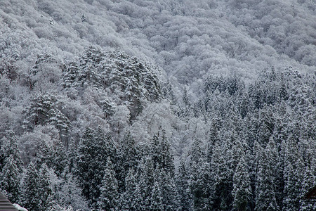 冬季白川果村地区自然质图片