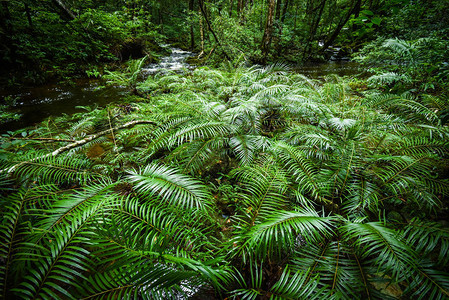 植物热带蕨类植物森林自然绿色植物热带雨林热带丛林蕨类植物与来自山的溪流河景观图片