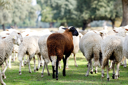在乡下放牧的羊群图片