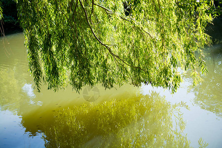 池塘绿水纹理背景图片