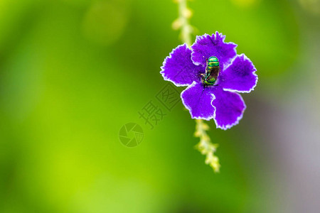 紫色蓝杜兰塔或露珠花上的特写动物虫子图片