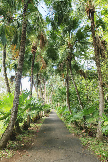 椰子树两旁的道路图片