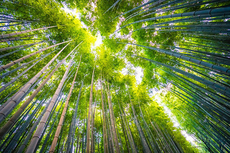 日本京都林中美丽的竹林景色青背景图片