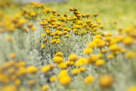 黄色花Selrctive焦点图片