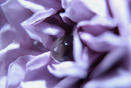 紫玫瑰花瓣间的一滴露珠图片