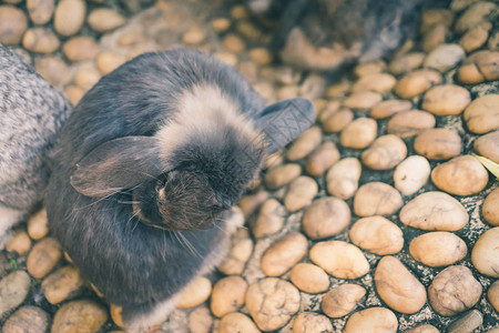可爱的兔子们在下午休息图片