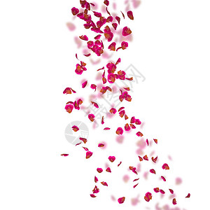 一朵红玫瑰的花瓣飞向远方白色孤立的背景在玫瑰花瓣图片