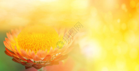 永恒的花朵自然黄色背景橙色稻草花美丽的图片