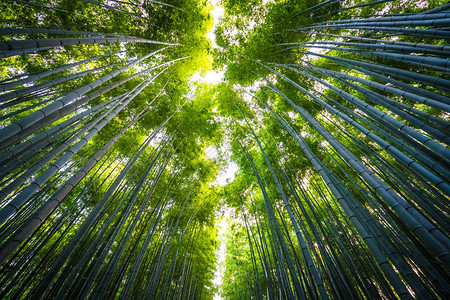 日本京都林中美丽的竹林景色青背景图片