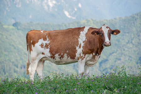 牛在山牧场放牧图片
