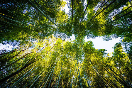 日本京都林中美丽的竹林景色青背景图片