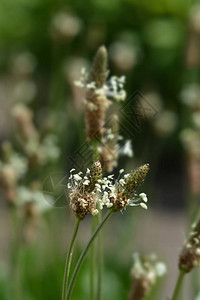 Ribwort车前草拉丁名Plantagolanc图片