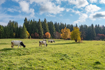牛吃草树黄叶的秋吕图片