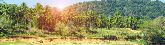 黄夕绿岛热带香蕉椰子树图片