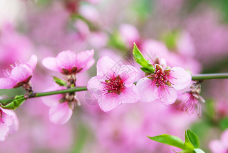 一棵开花的樱桃树背景图片