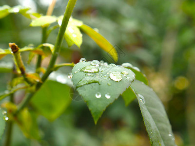 雨后假期图片