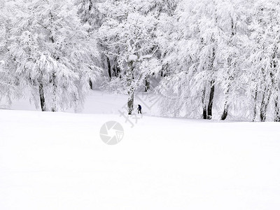 冬天在山上积雪的松树图片