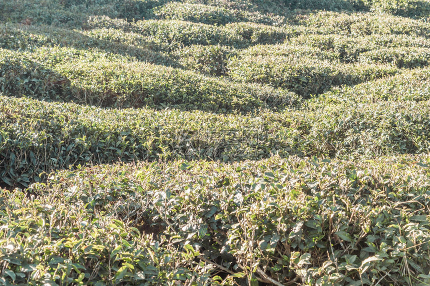 茶园的浮雕景观印度大吉岭附近绿茶是一种在世界范围内广图片