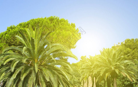 棕榈树和美丽的天空景观热带绿叶布局图片
