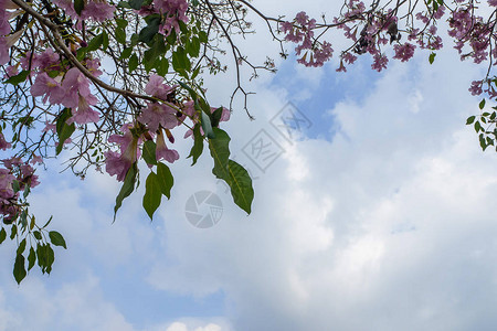 粉红色的花朵和天空图片