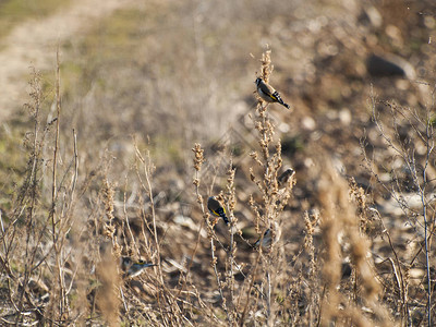 田野草地上的鸟图片