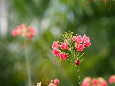 粉红花朵Delonix重图片