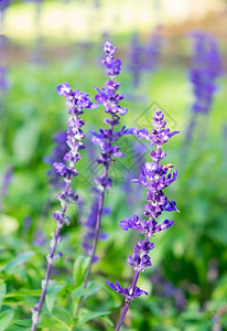 深紫色花朵在花园中紧图片