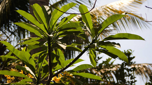 热带森林中茂盛的树叶热带植被阳光照耀在热带森图片