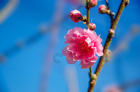梅花粉色朵蓝色背景图片